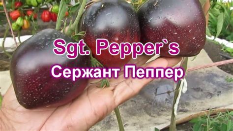 Сержант Пеппер - YouTube