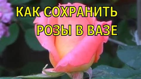 Как сохранить розы в вазе дольше. - YouTube