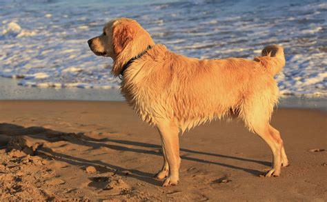 What Kind of Health Problems Do Golden Retrievers Have? | PS Pets