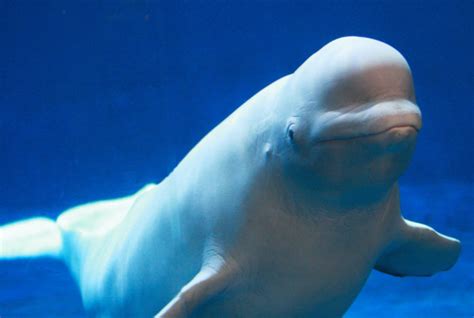 Les experts sont formels : élevée par des hommes, cette baleine blanche ...