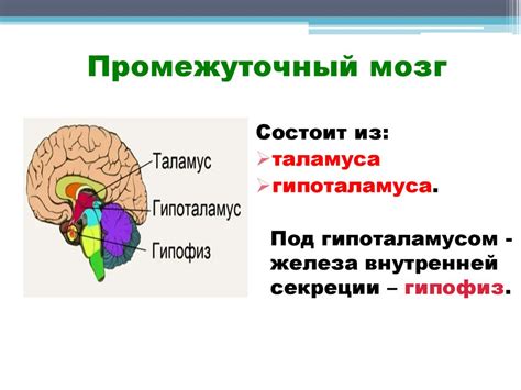 Строение головного мозга. Функции продолговатого мозга, моста, мозжечка ...