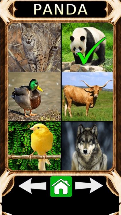 Animal Sounds Quiz 2.0 by Istvan Bodai