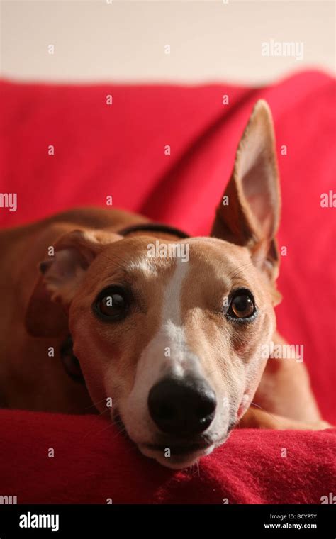 Whippet with ears up hi-res stock photography and images - Alamy