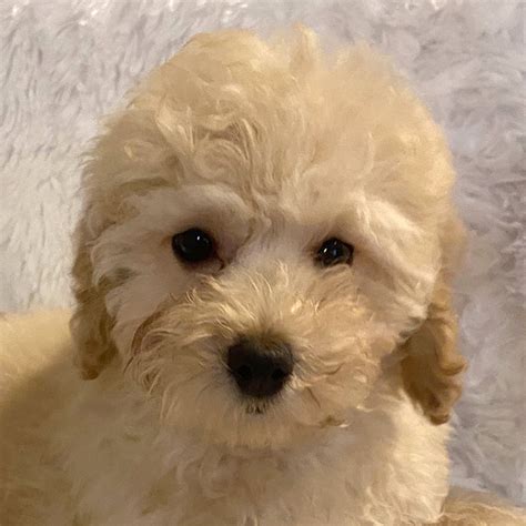 Poodle Puppy for Sale - Heavenly Puppies