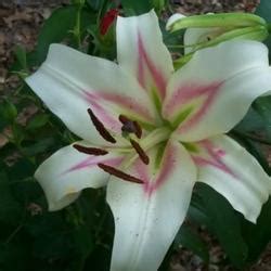 Photo of the bloom of Lily (Lilium 'Bonbini') posted by Calif_Sue ...