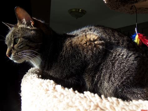 Lucy loves sunny afternoons | Cute cats HQ - Pictures of cute cats and