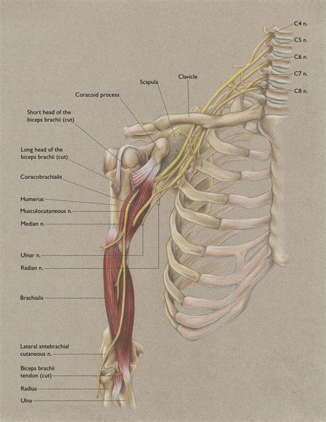 Shoulder Nerves Anatomy