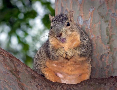 Squirrels use this one simple hack to get treats from stupid humans : r