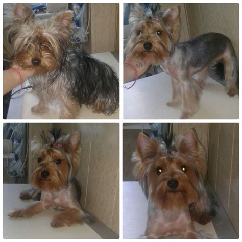 Стрижка Йорка | Cutie, Dogs, Animals