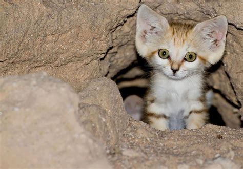 Песчаные кошки: 11 фотографий бархатных и грациозных животных, которые ...