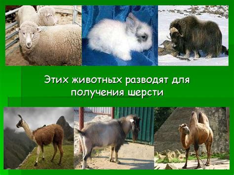 Шерстяное волокно - презентация онлайн