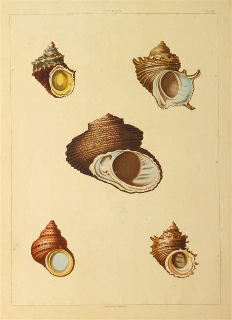 shell print  original art antique maps prints