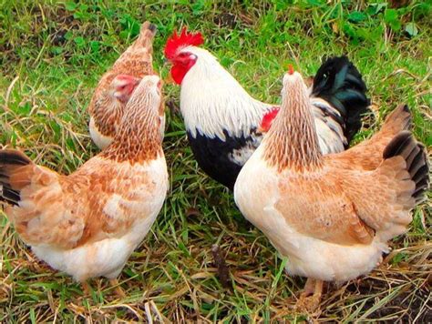Зимний курятник на 20 кур своими руками: размеры, чертежи ...