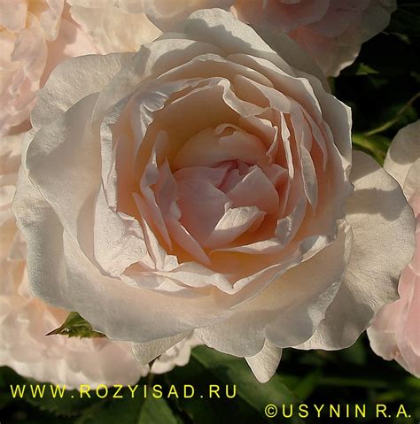 Розы и Сад. Канадская парковая роза, Морден Блаш Morden Blush ...