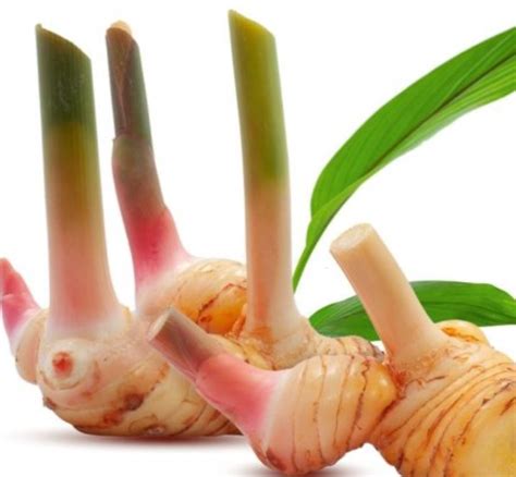 lengkuas  kg lazada indonesia