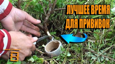 ПРИВИВКА ДЕРЕВЬЕВ ДЛЯ НАЧИНАЮЩИХ В АВГУСТЕ. ЯБЛОНЯ ПРИВИВКА. ГРУША ...