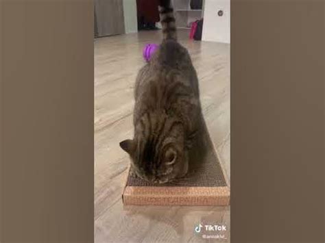 Кот - YouTube