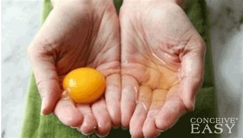 How Do I Know I’m Fertile? – ConceiveEasy.com