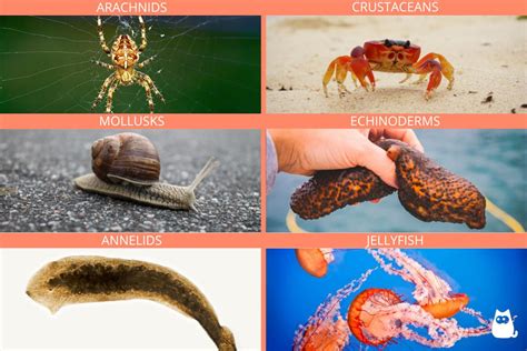 Qual É O Animal Que Não Tem Coração - Animals Without Hearts - Photos and Examples
