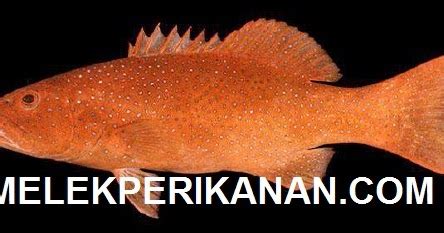 ikan kerapu sunu sunuk  kerapu merah plecetropomus leopardus