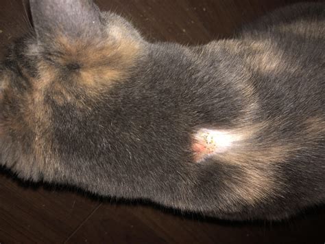 Cat Rash Bald Spot at Declan Thwaites blog