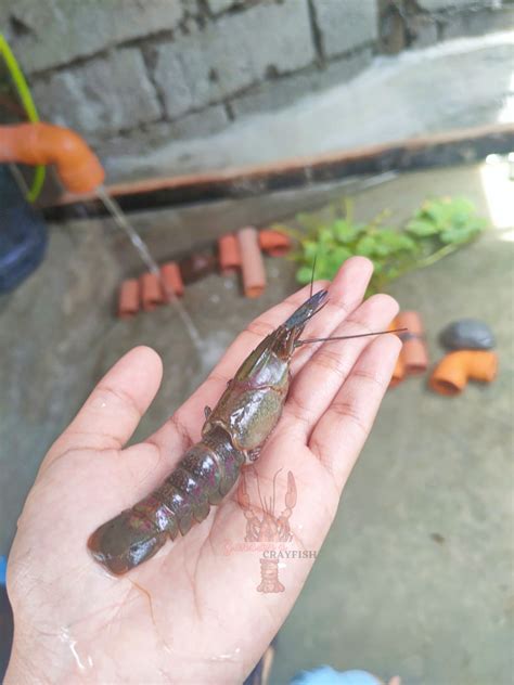 Gensan' Crayfish | General Santos City