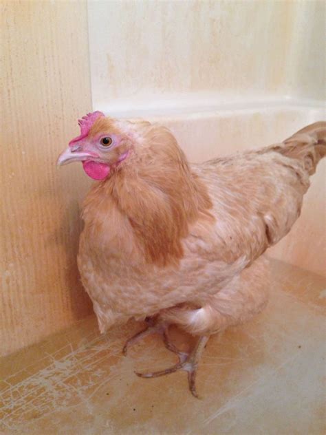 URGENT STARVING CHICKEN | BackYard Chickens - Learn How to Raise Chickens