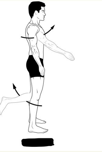 anatomical movements flashcards quizlet