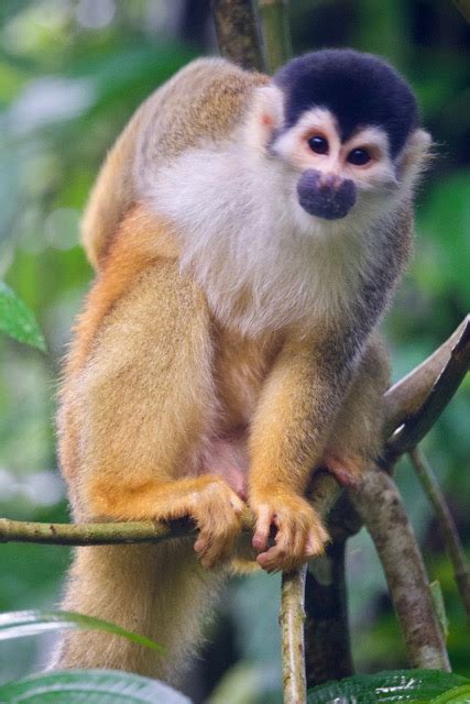 filelarge male squirrel monkeyjpg wikimedia commons