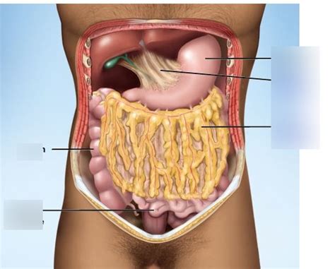 Mesenteries Diagram | Quizlet