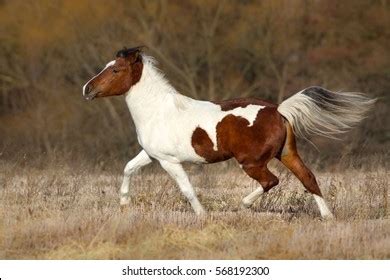 4,064 Pinto horse Images, Stock Photos & Vectors | Shutterstock
