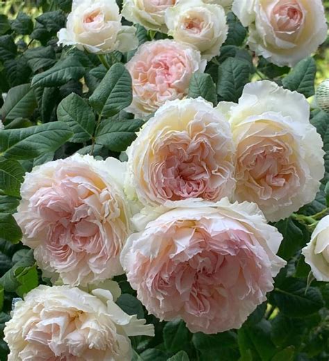 M-Perzik 佩尔朱克ペルジューク , Japanese Shrub Rose, 2 Years Old 1 Gal, Non-Graf