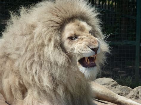 images white animal male wildlife wild zoo fur africa
