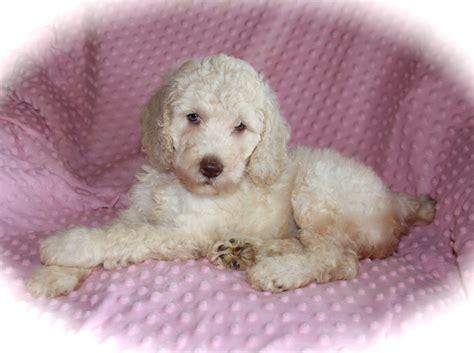 TheMoyenPoodle.com - Premium Moyen Poodle Breeders in Texas