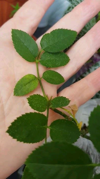 Паутинный клещ на розе #plants #розы #паутинныйклещ - YouTube
