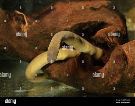 Gymnophiona hi-res stock photography and images - Alamy