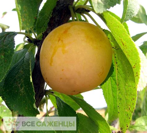 Цена на Слива Афаска желтая - купить саженцы