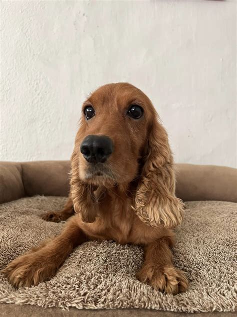 10 English Cocker Spaniels Need New Homes In S'pore, Breeder Reportedly Closing Business