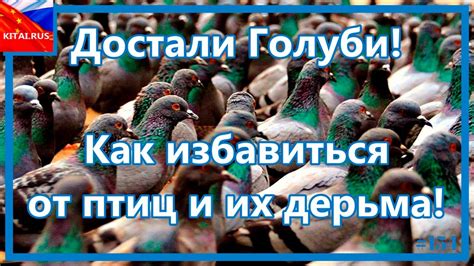 Как избавиться от птиц и их дерьма | Голуби на балконе окне вывеске ...