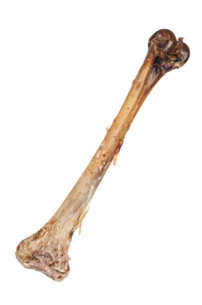 ham bone stock  pictures royalty  images istock