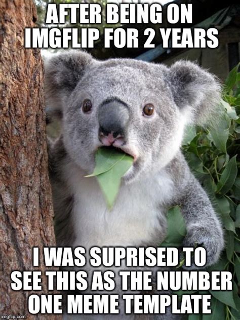 Surprised Koala Meme - Imgflip