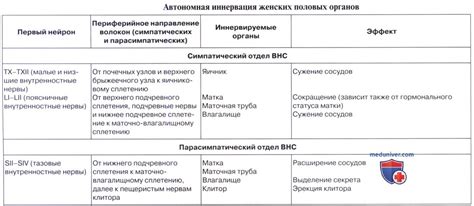 Анатомия: Топография матки. Сосуды (кровоснабжение), лимфатический ...