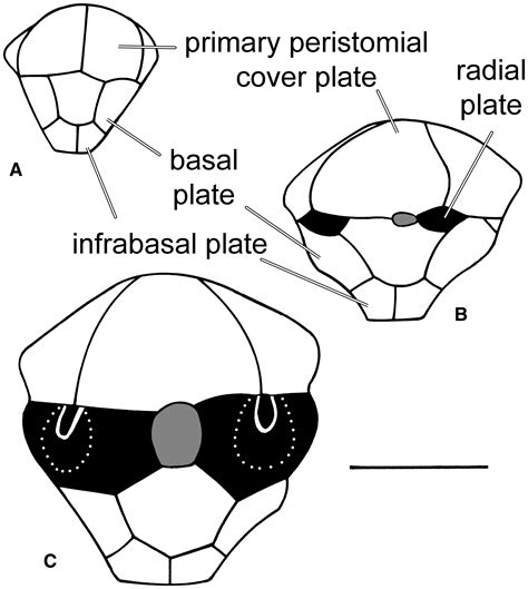 Homology of posterior interray plates in crinoids: a review and new