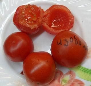 Томат Изобилие - Сорт для консервирования.Описание,фото!