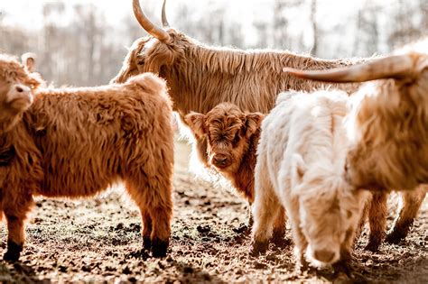 rocking  ranch micro mini highland cattle breeder