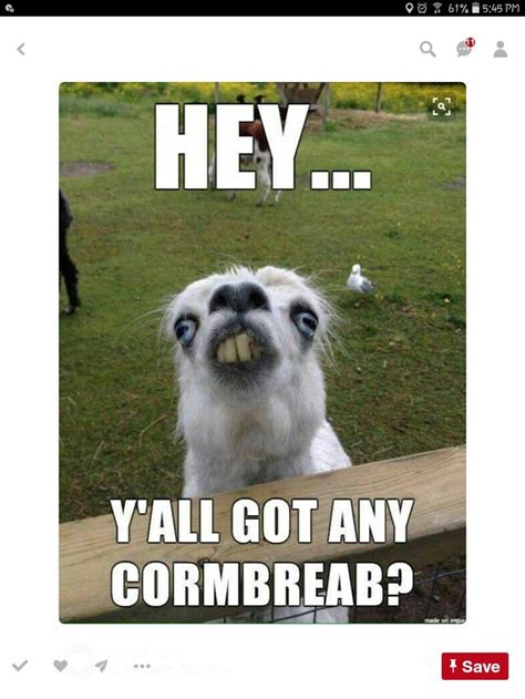 28 best Alpaca Memes images on Pinterest | Animals, Llama alpaca and ...
