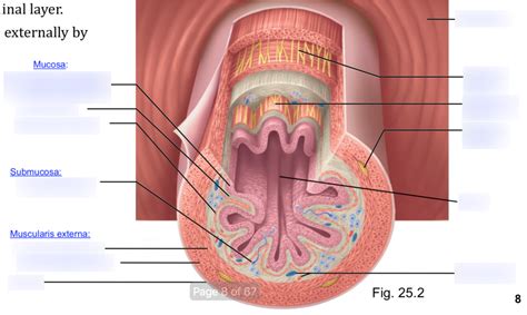 Esophagus Diagram | Quizlet