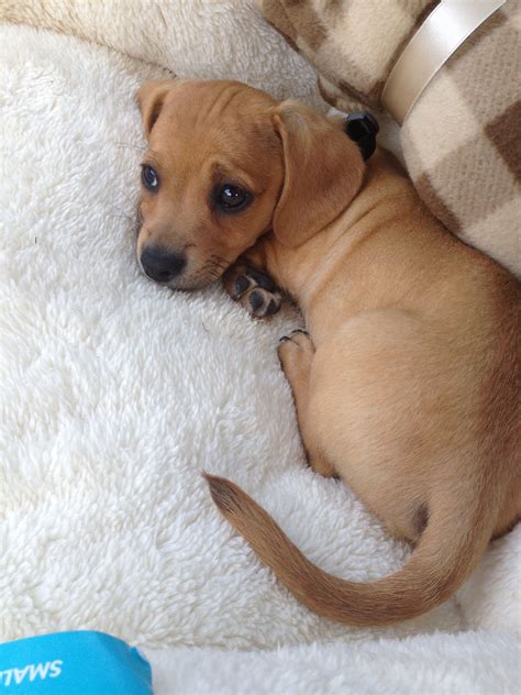 Cutest chiweenie ever!! My Decatur