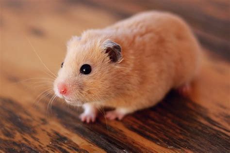 Syrian Hamsters Colors