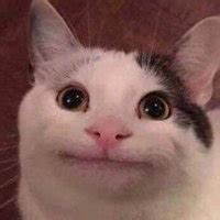 Sweet Peppermint Cat / Junipurr the Christmas Cat | Know Your Meme